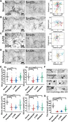 Mechanical communication-associated cell directional migration and branching connections mediated by calcium channels, integrin β1, and N-cadherin